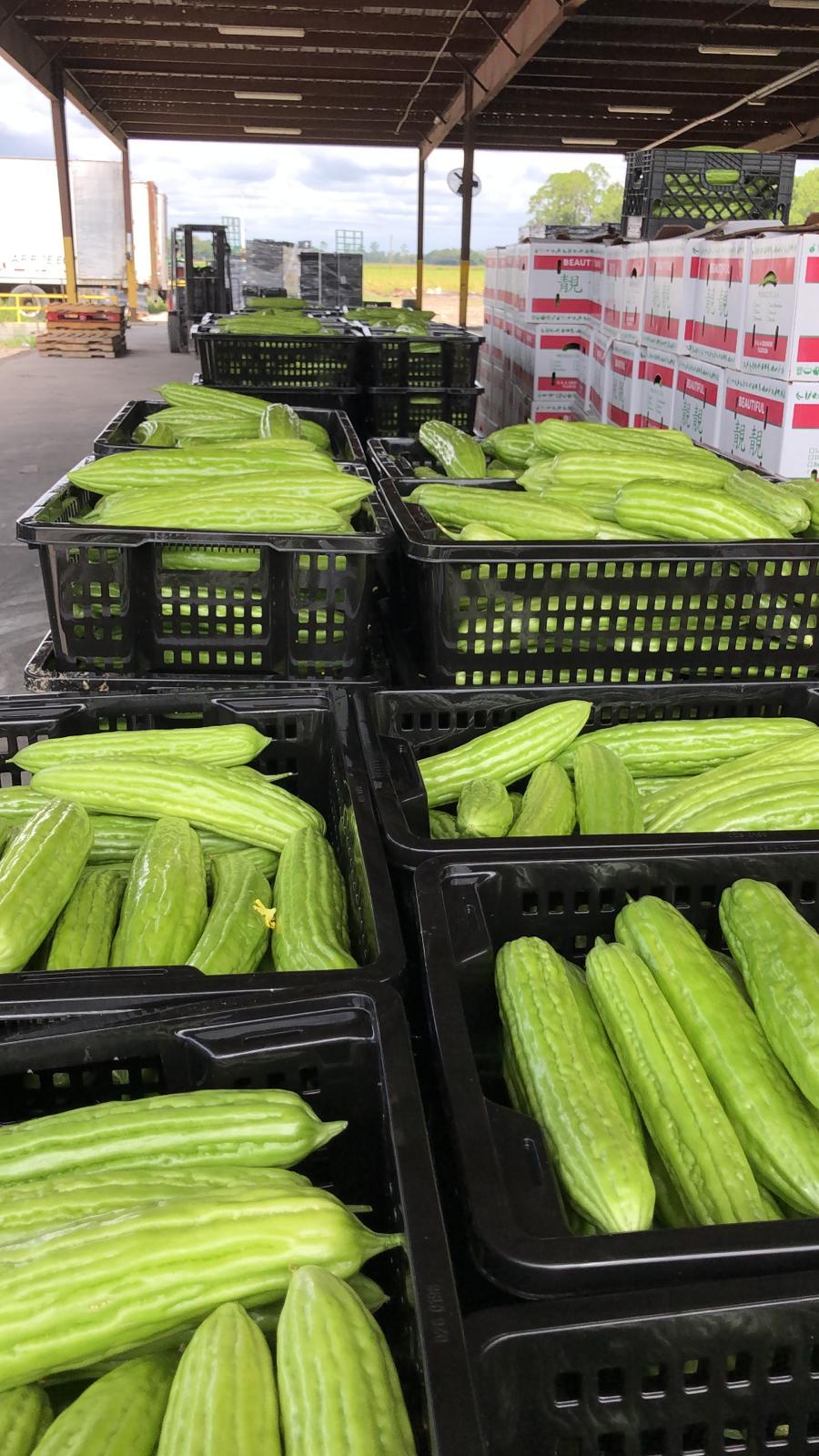 Bitter melons packed in crates · 苦瓜装箱