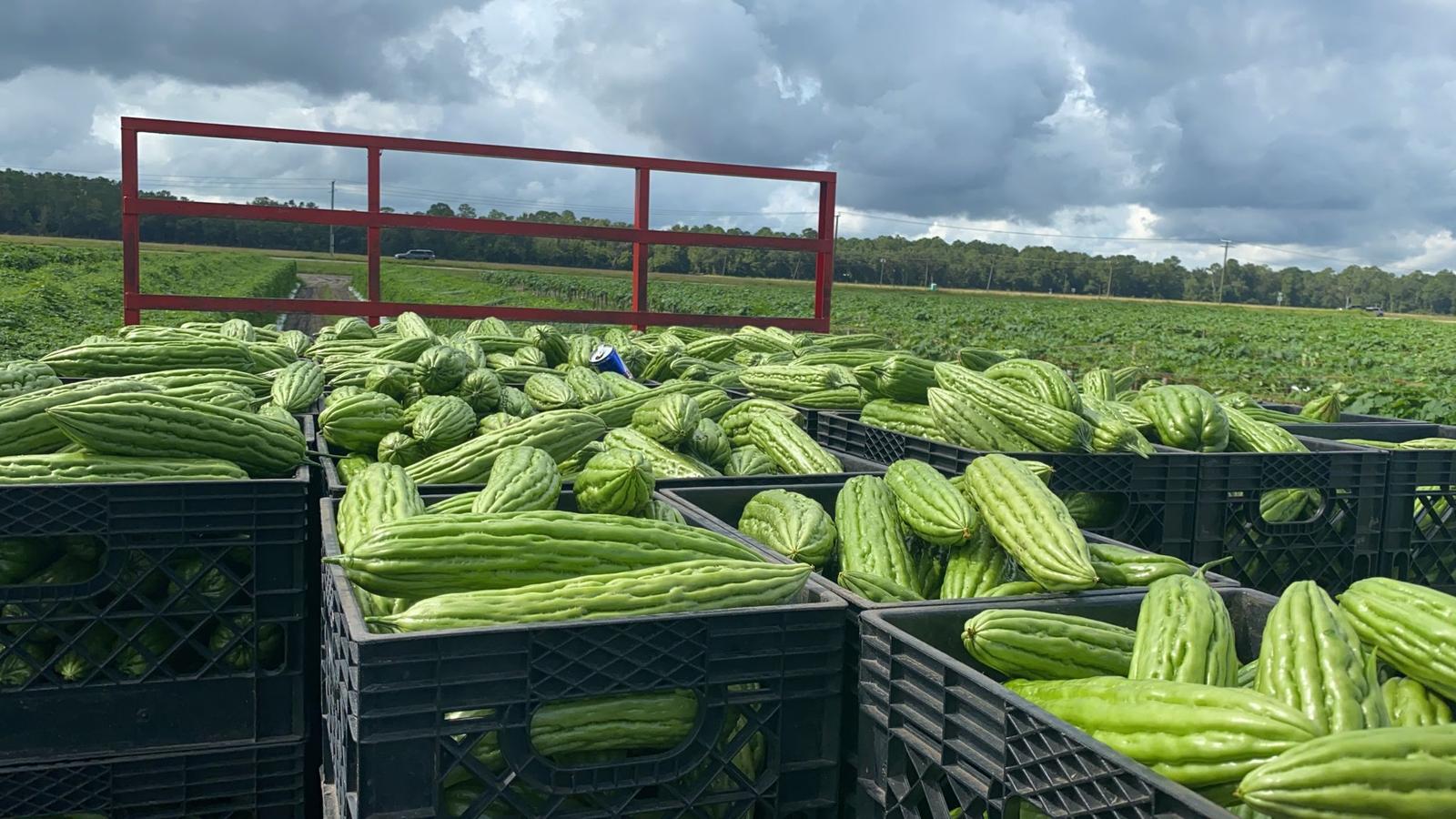 Crates of bitter melon in the field · 田间苦瓜筐