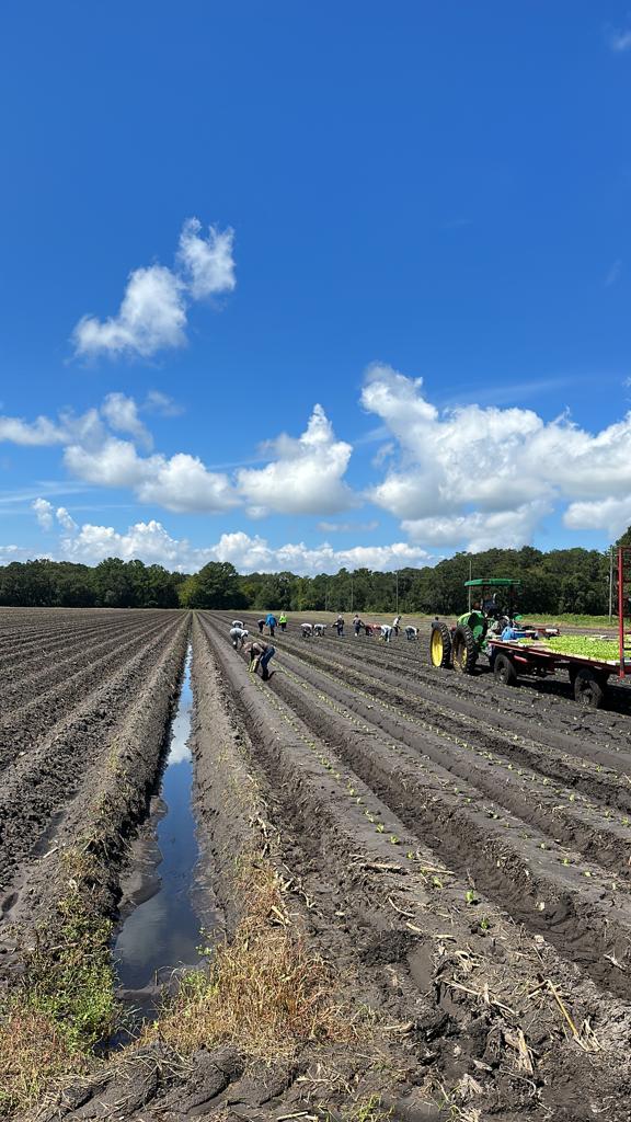 Field planting · 田间种植