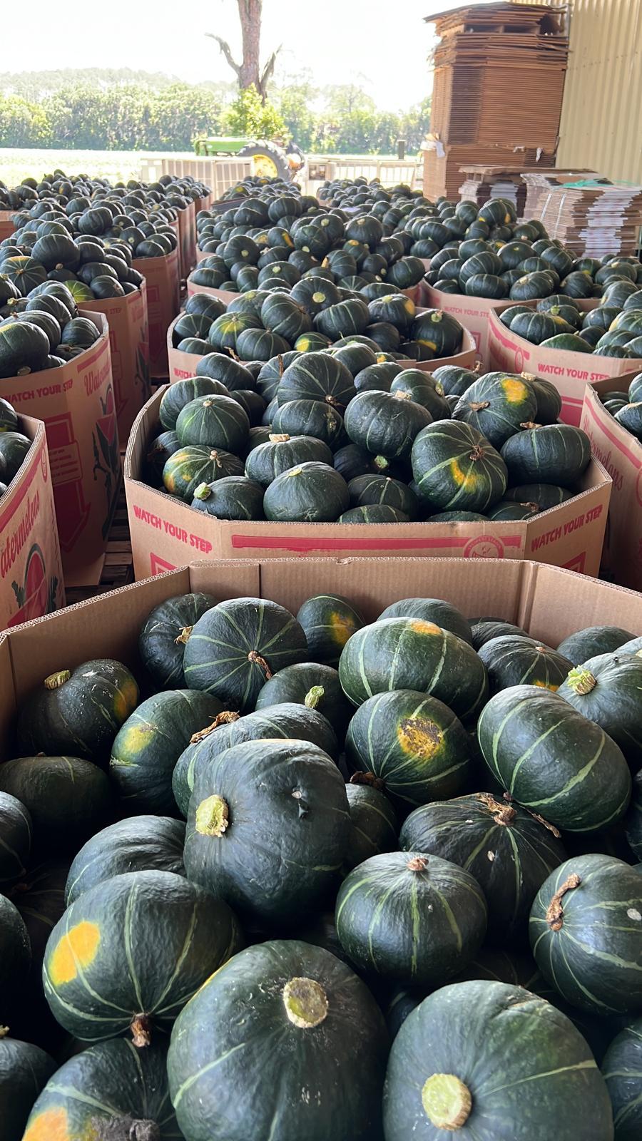 Kabocha squash in harvest bins · 贝贝南瓜装箱