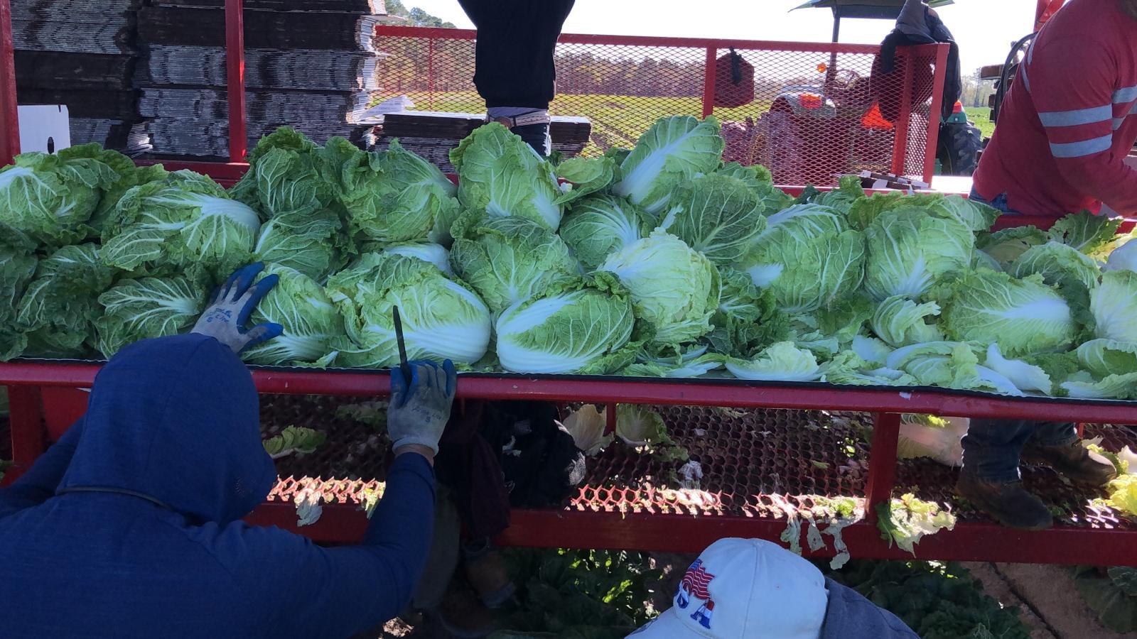 Harvesting napa cabbage in the field · 田间大白菜采收