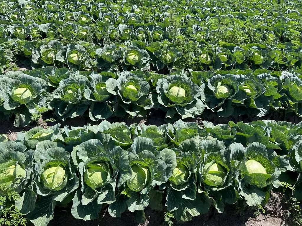 Cabbage field